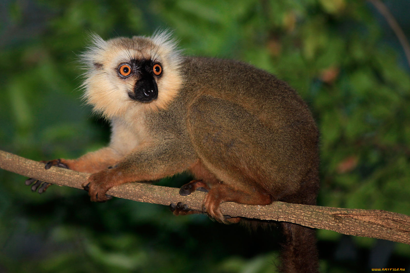 животные, лемуры, зверек, ветка