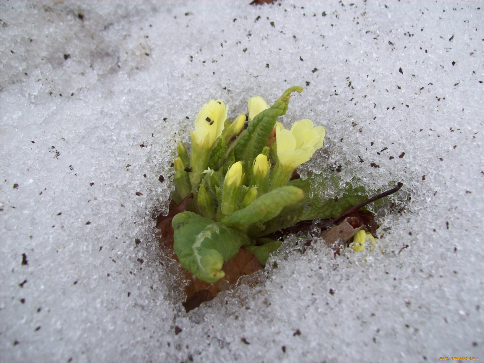 цветы, примулы, снег, листья