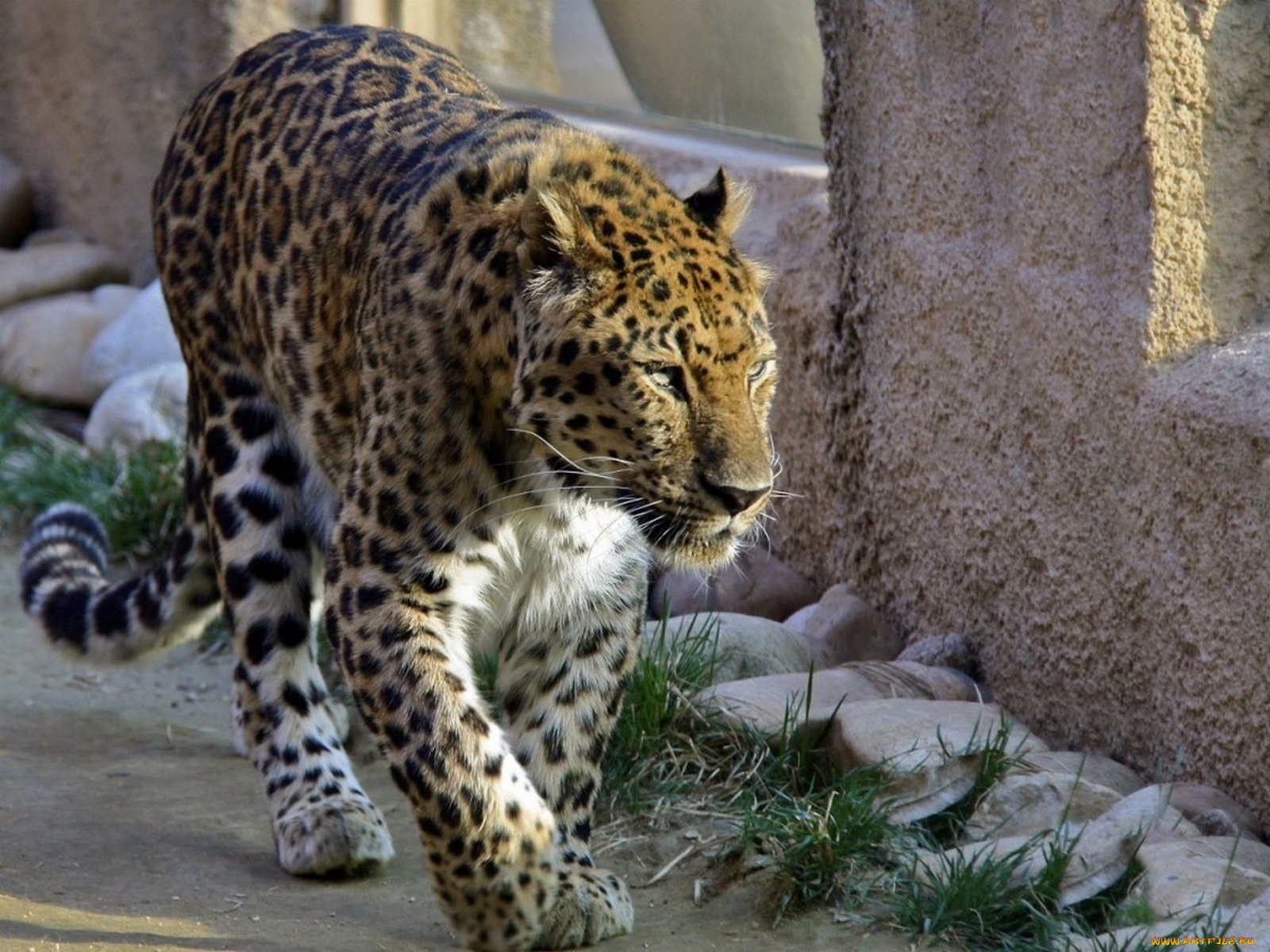 животные, леопарды, леопард