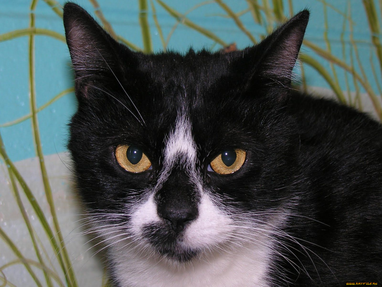 животные, коты, cat