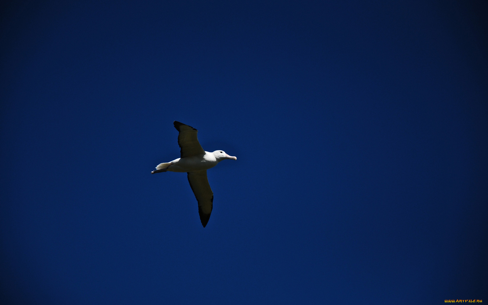 животные, Чайки, бакланы, крачки, полёт, синий, фон
