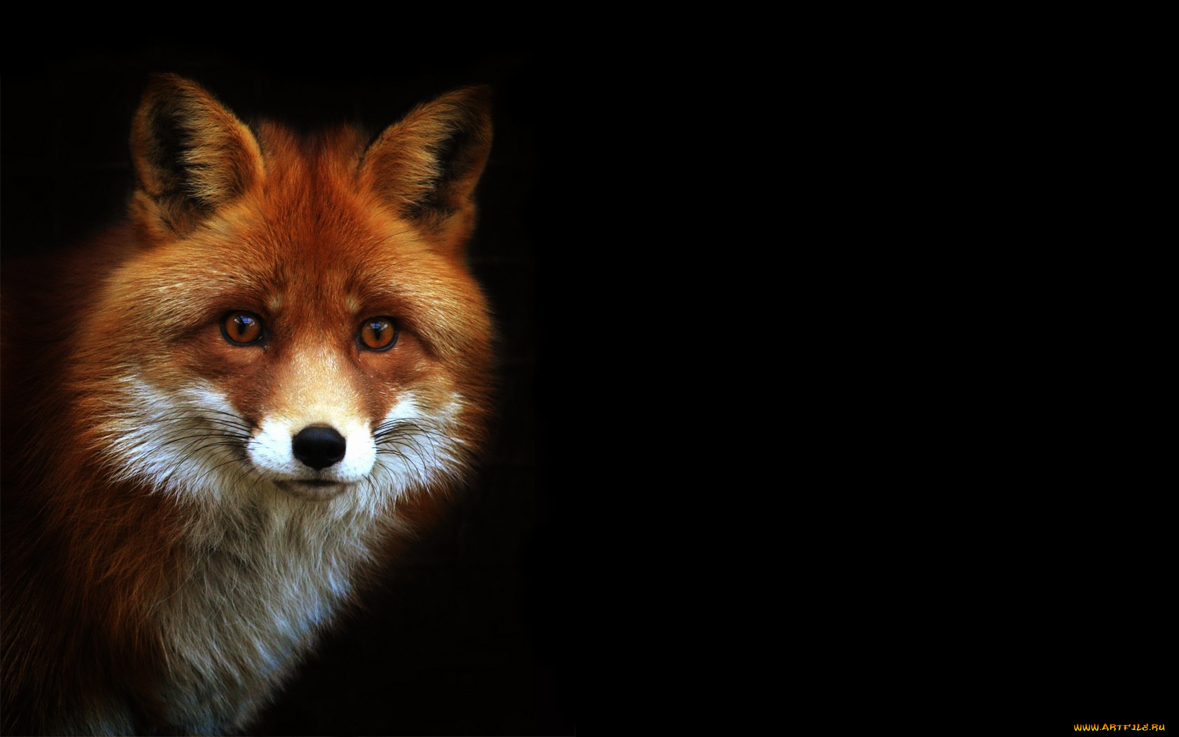 животные, лисы, лиса, чернота