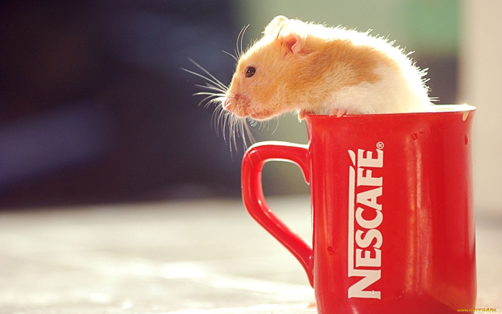 животные, морские, свинки, хомяки, кружка, хомяк