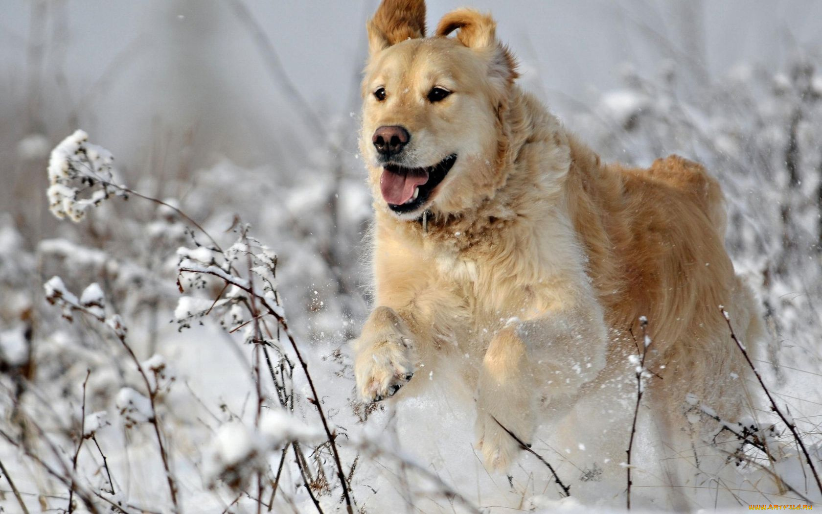 животные, собаки, зима