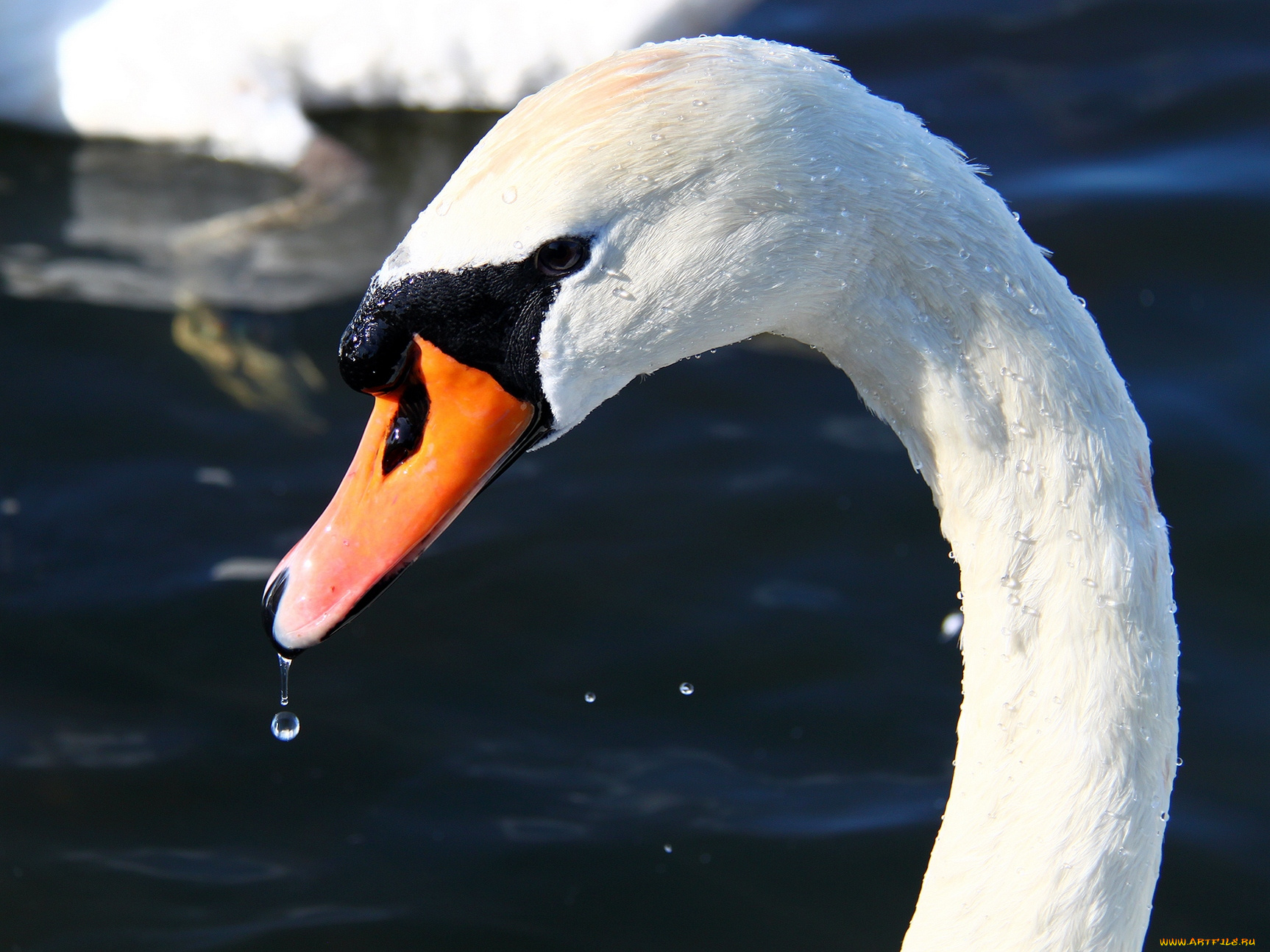 животные, лебеди, лебедь, вода, капля