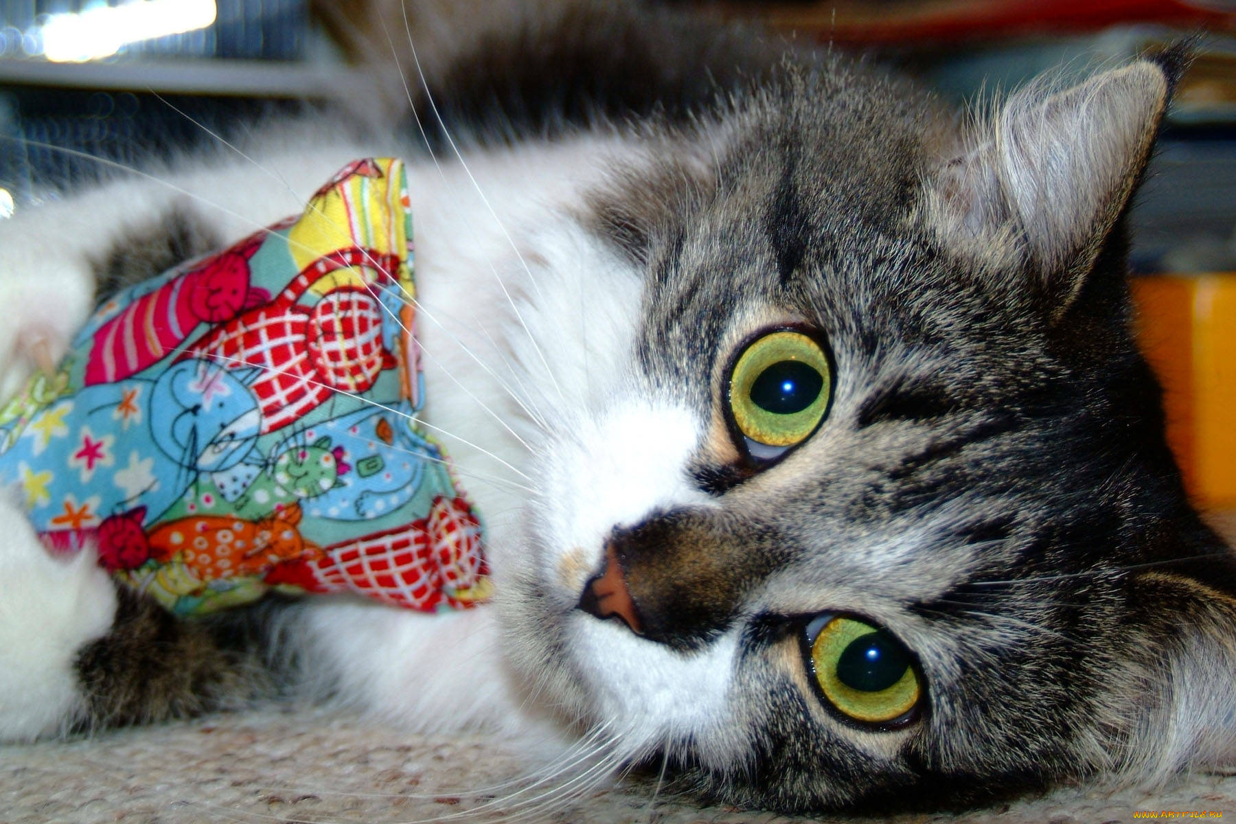 животные, коты, cat, глаза