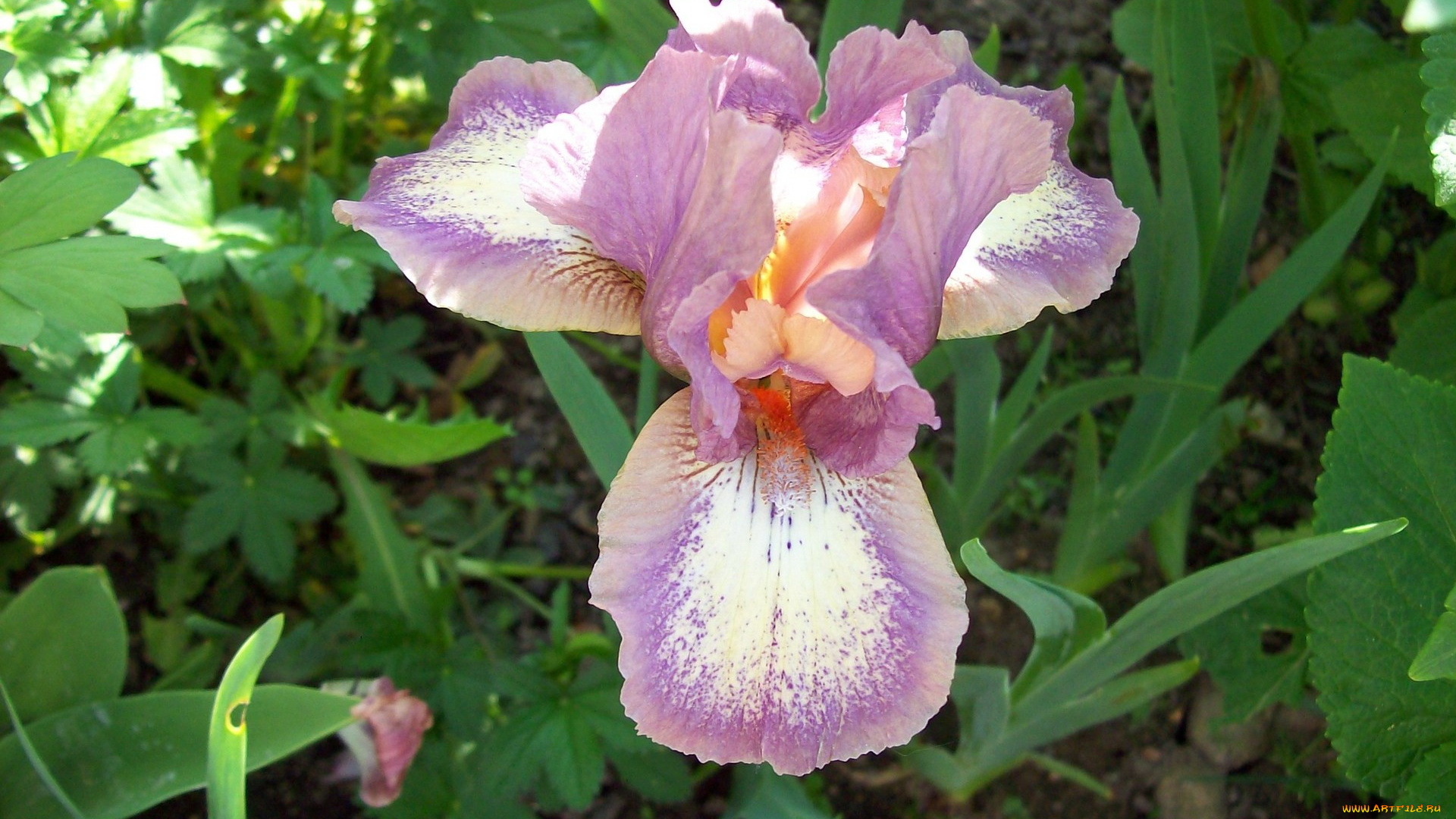 цветы, ирисы, сиреневый