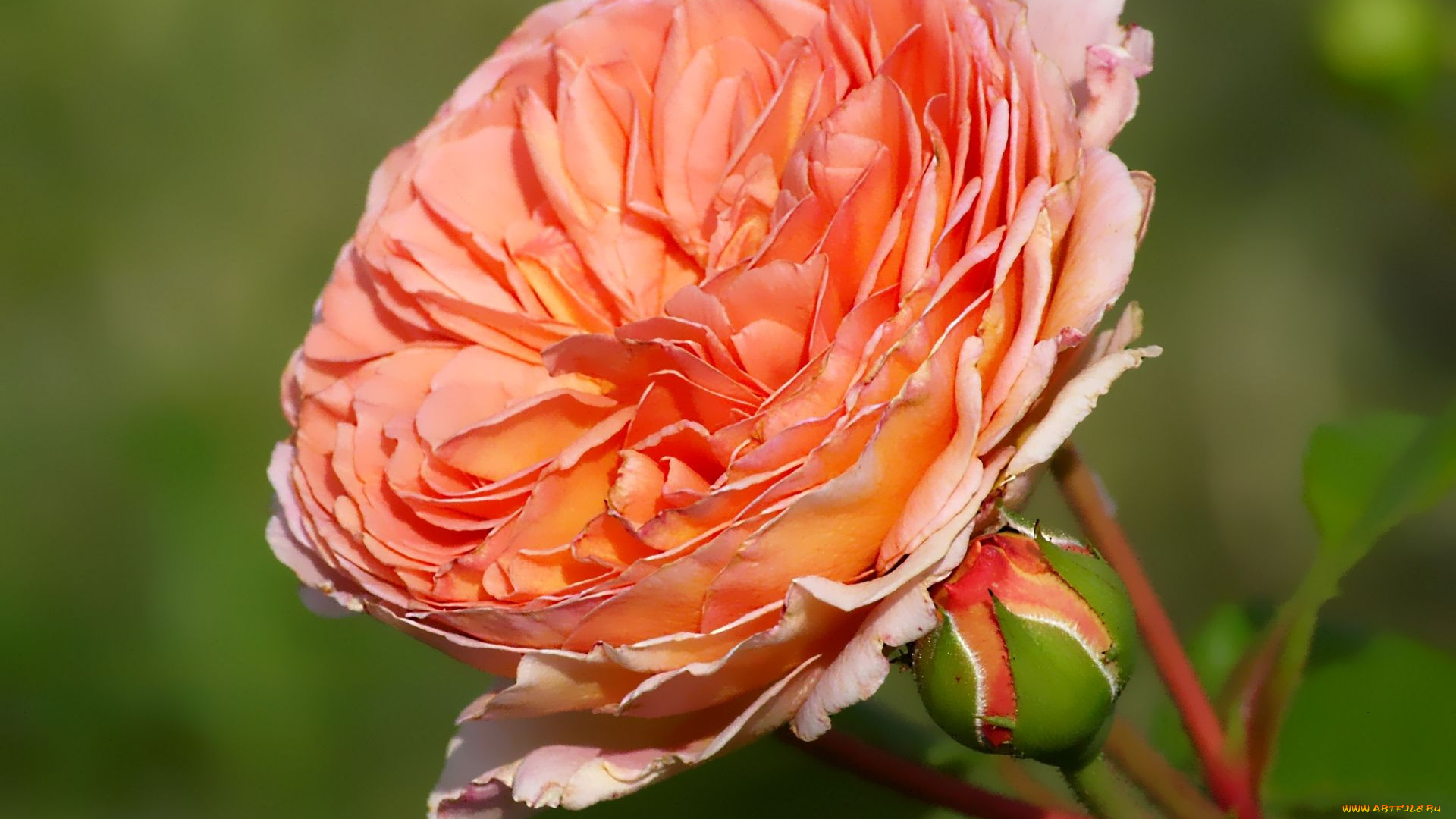 цветы, розы, макро, лепестки