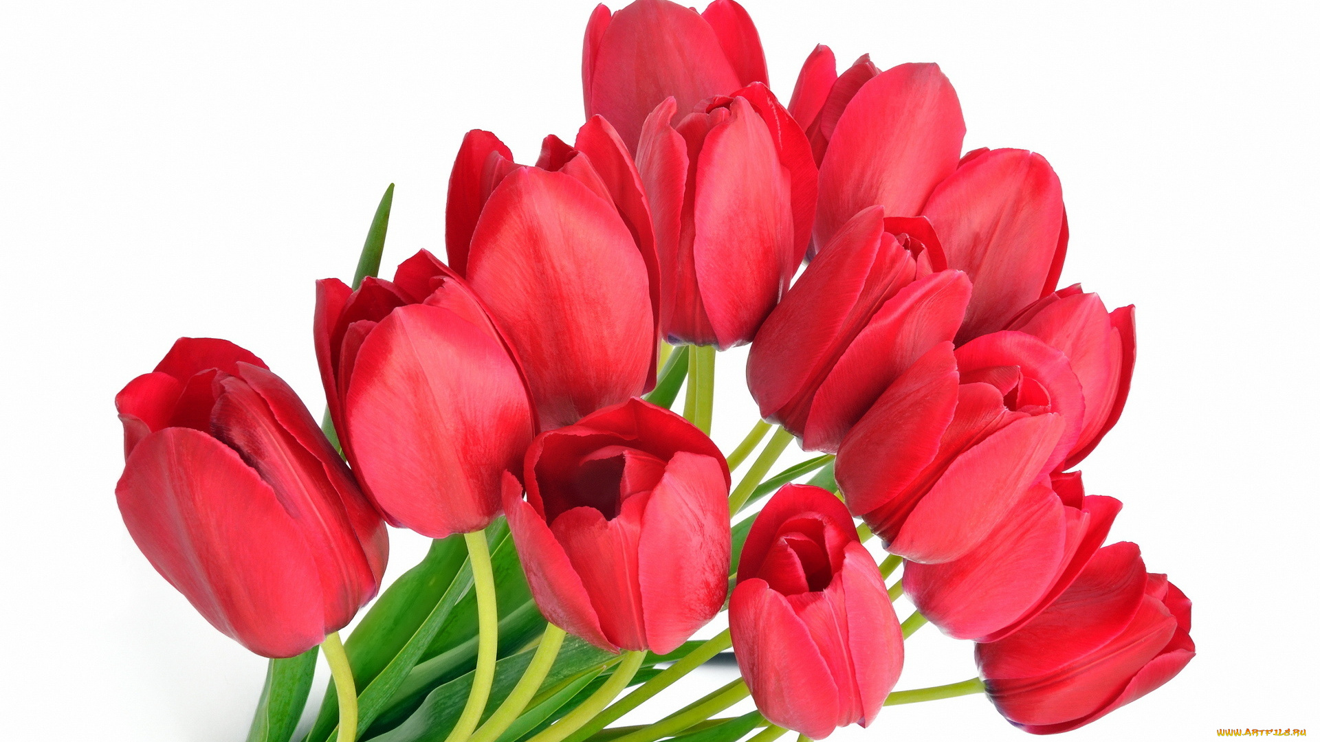 цветы, тюльпаны, красные, много