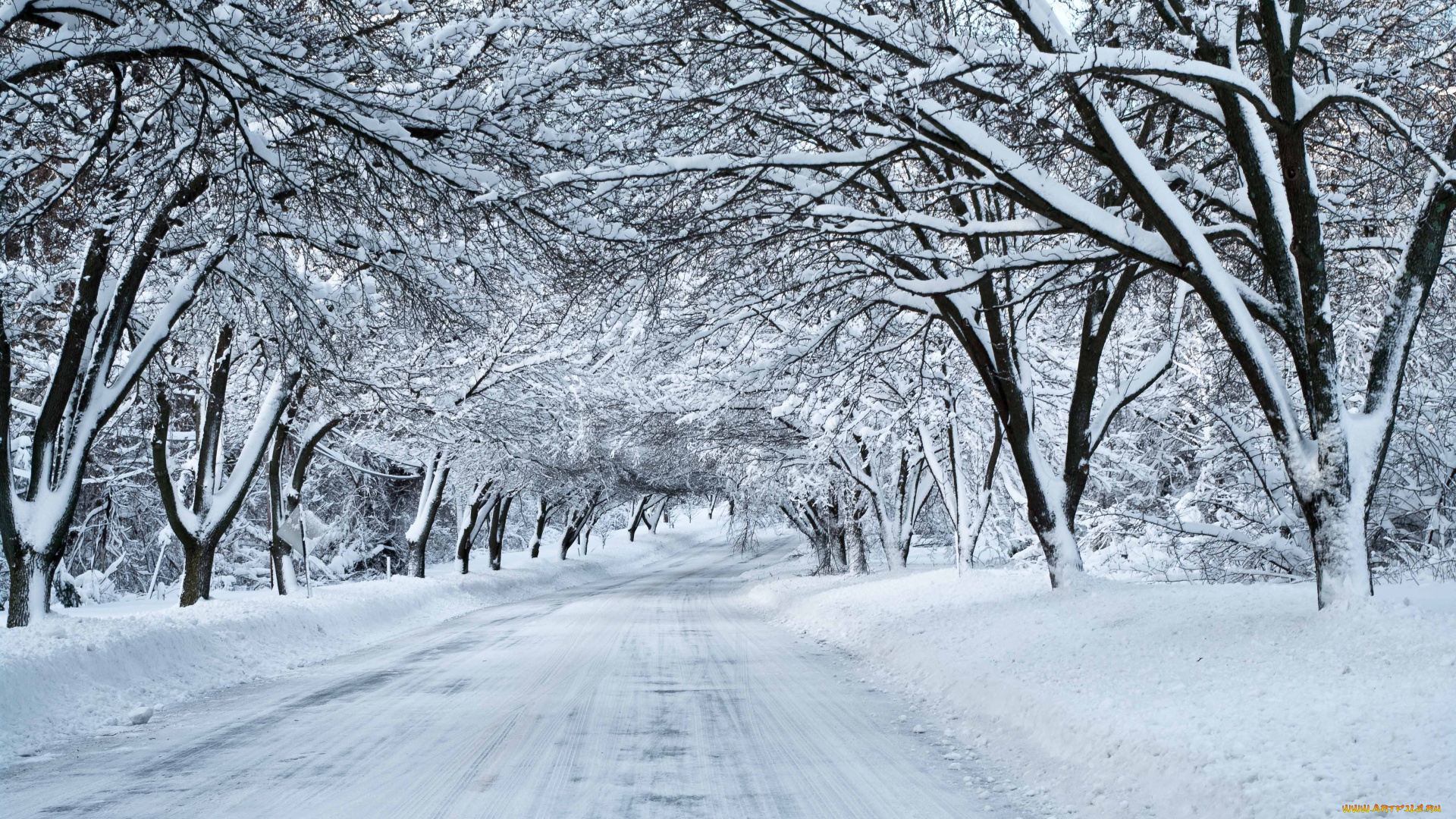 природа, зима, деревья, снег