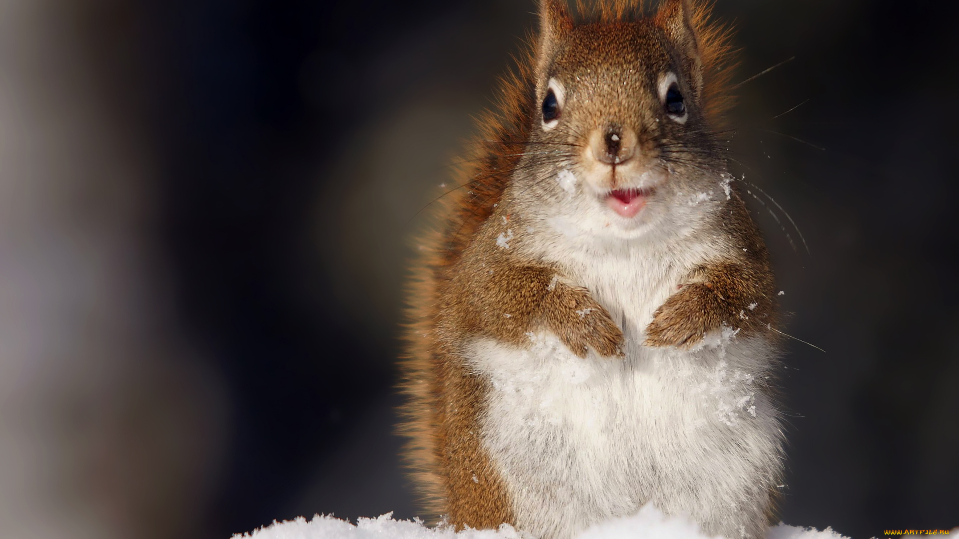 животные, белки, белка, снег