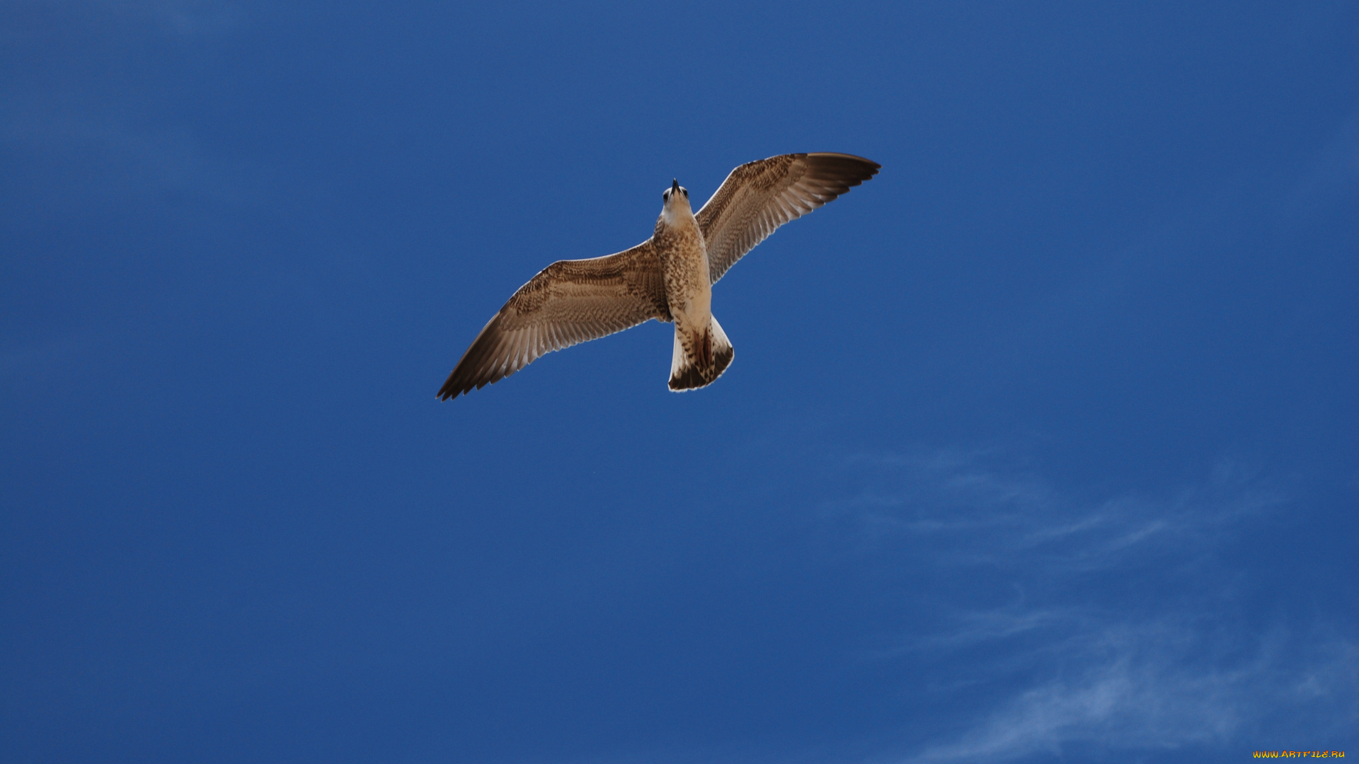 животные, Чайки, бакланы, крачки, небо, птица