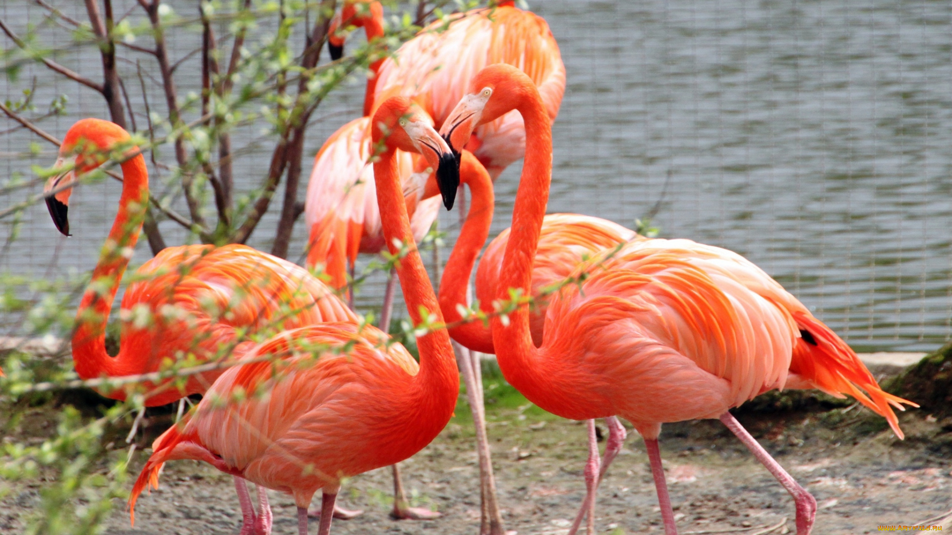 животные, фламинго