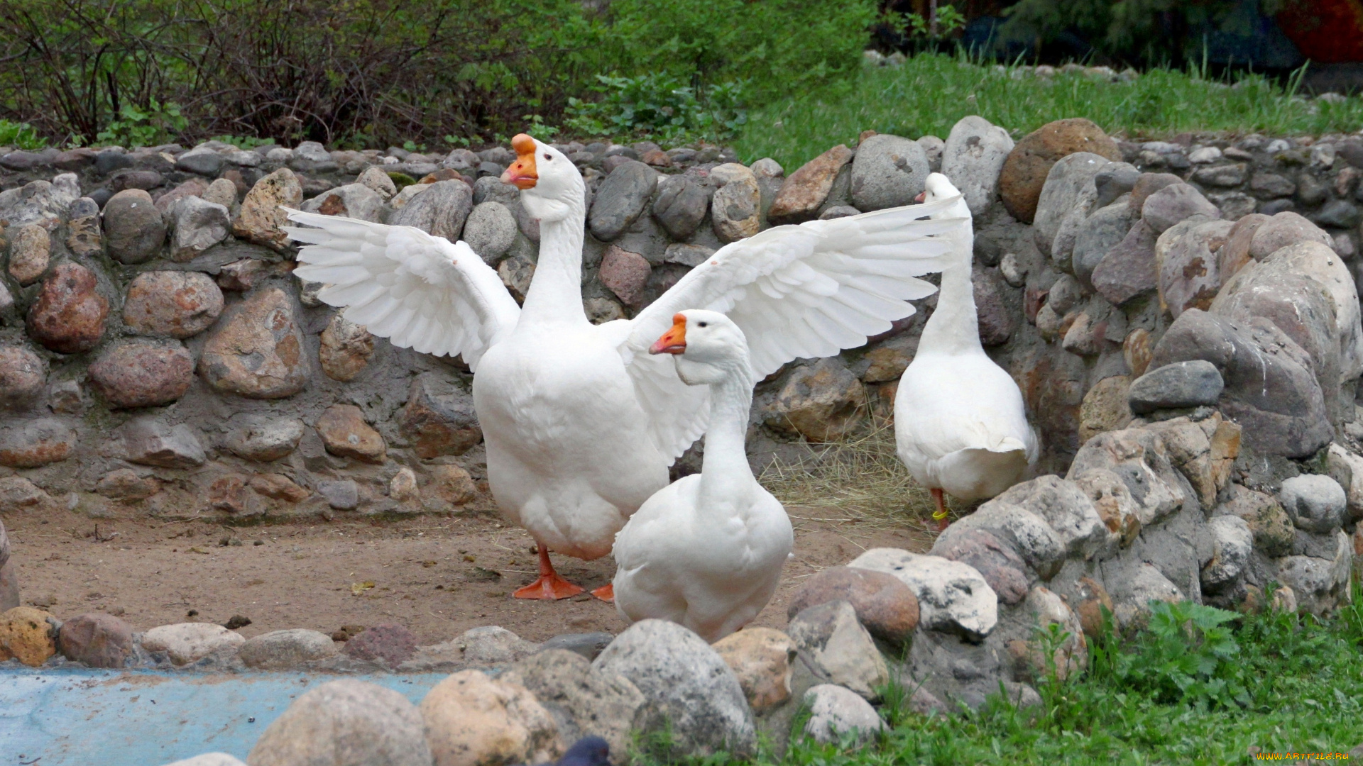 животные, гуси
