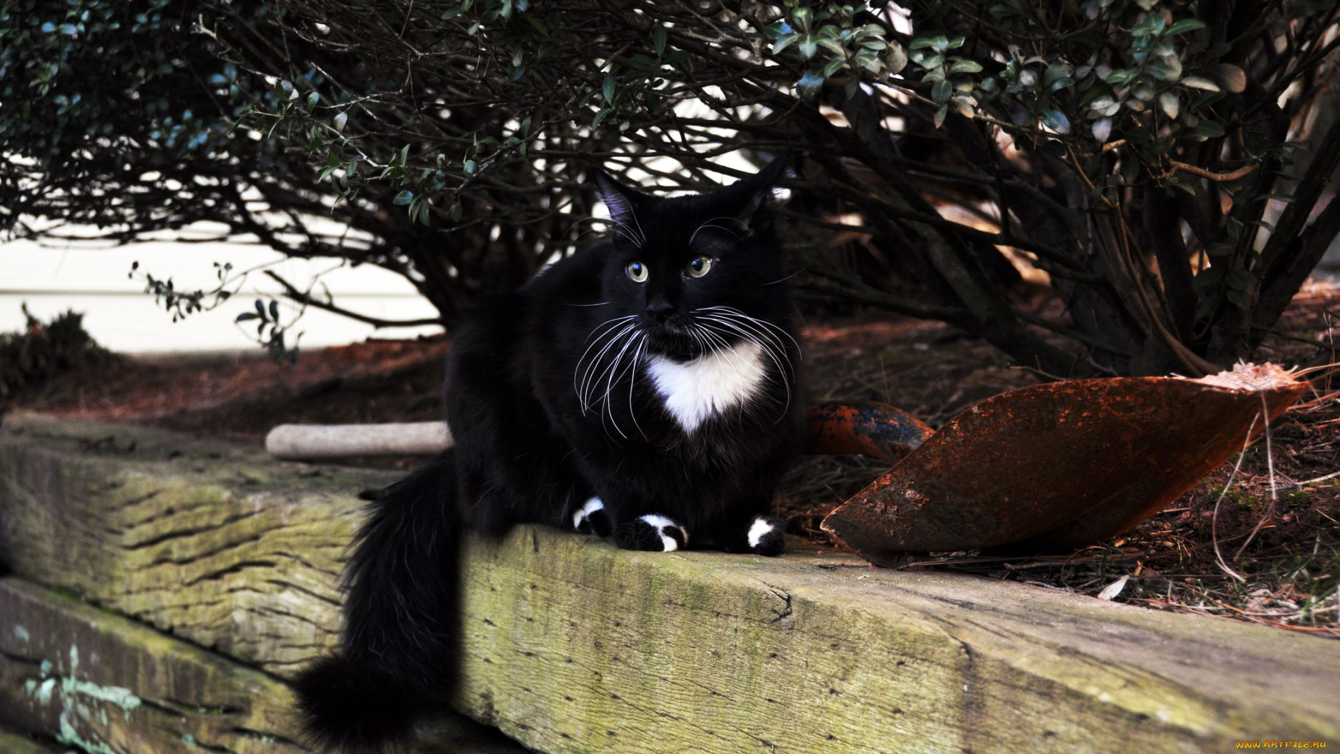 животные, коты, cat