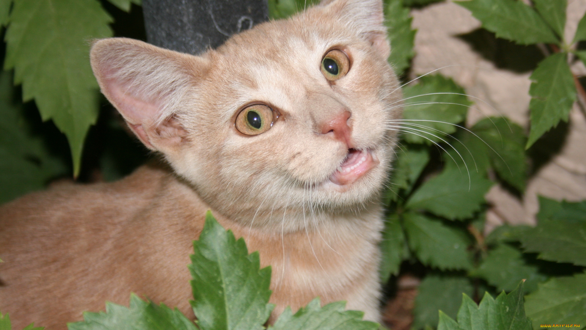 животные, коты, cat