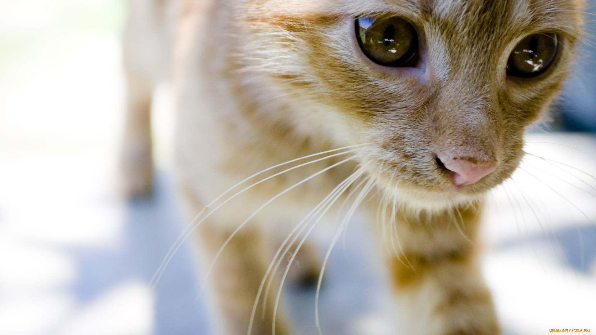животные, коты, cat