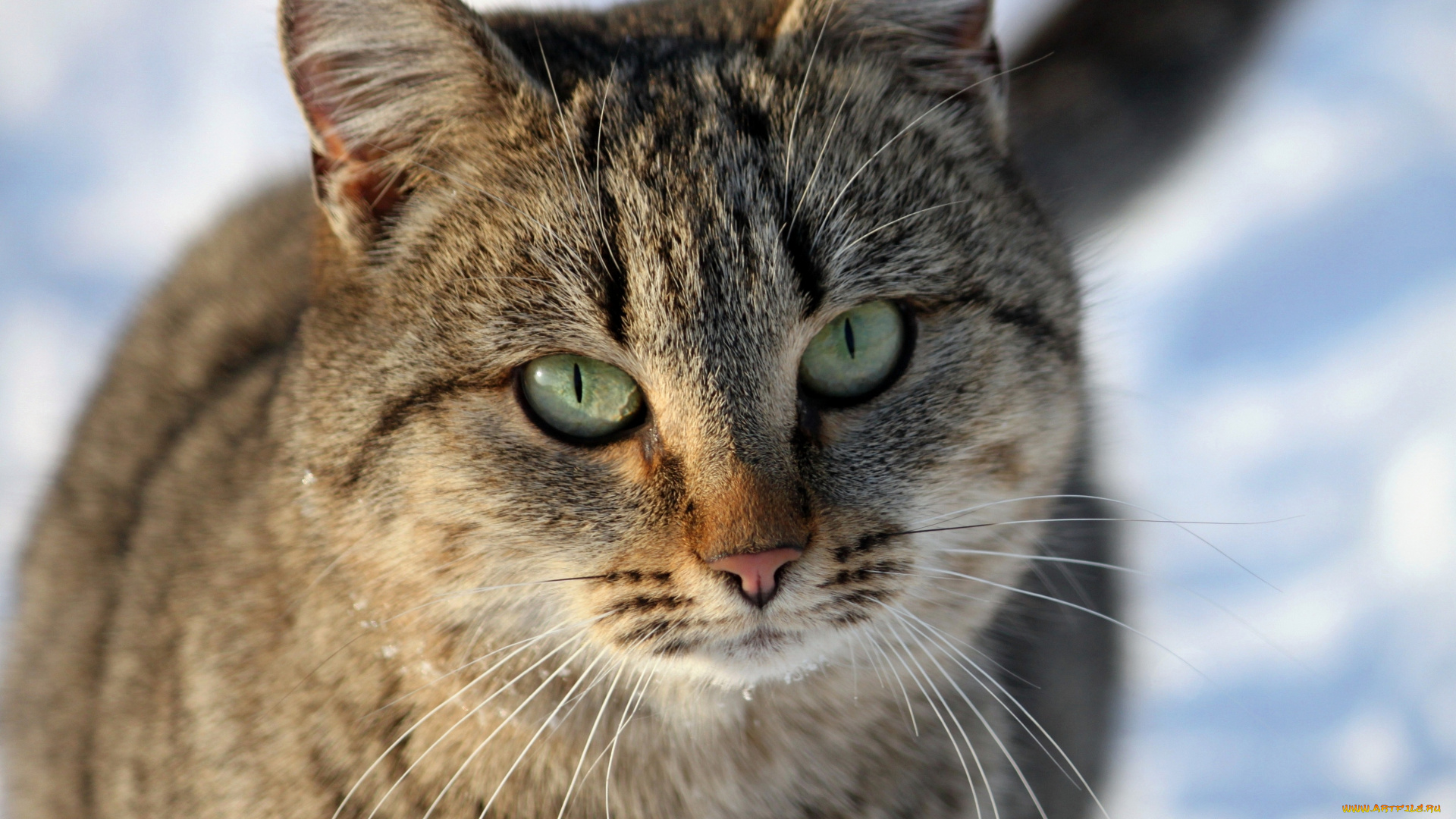 животные, коты, кошка, кот