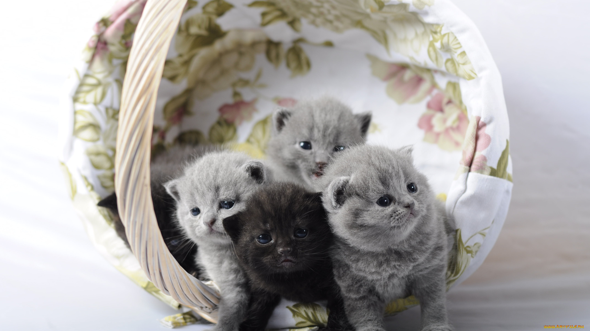 животные, коты, кошка, кот, котёнок, корзинка