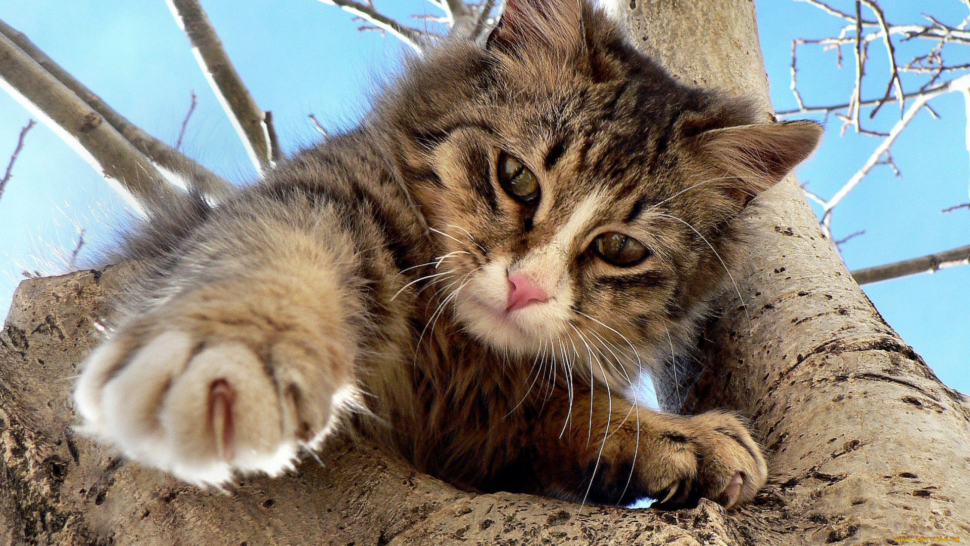 животные, коты, кот, кошка, ствол, дерево