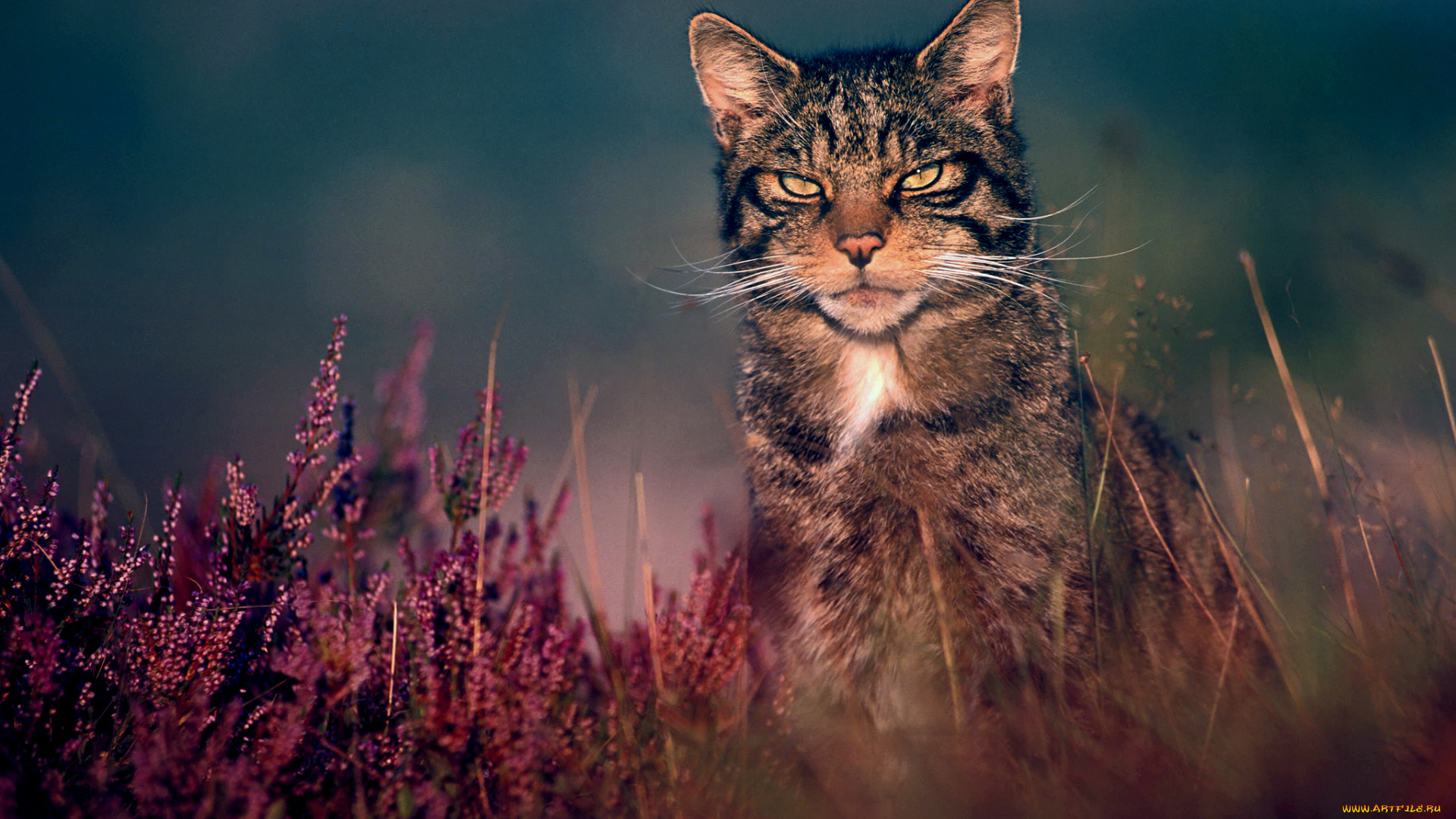 животные, коты, котэ