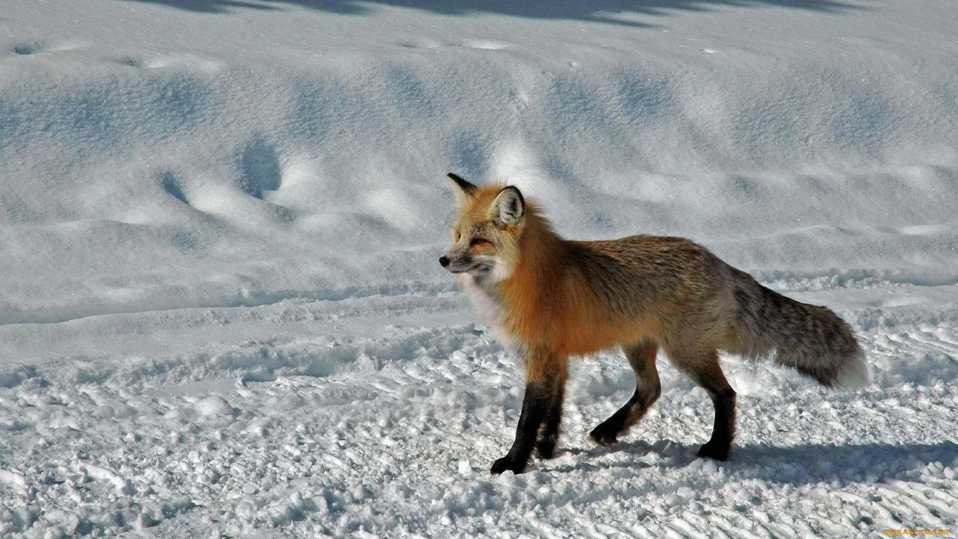 животные, лисы, снег, зима
