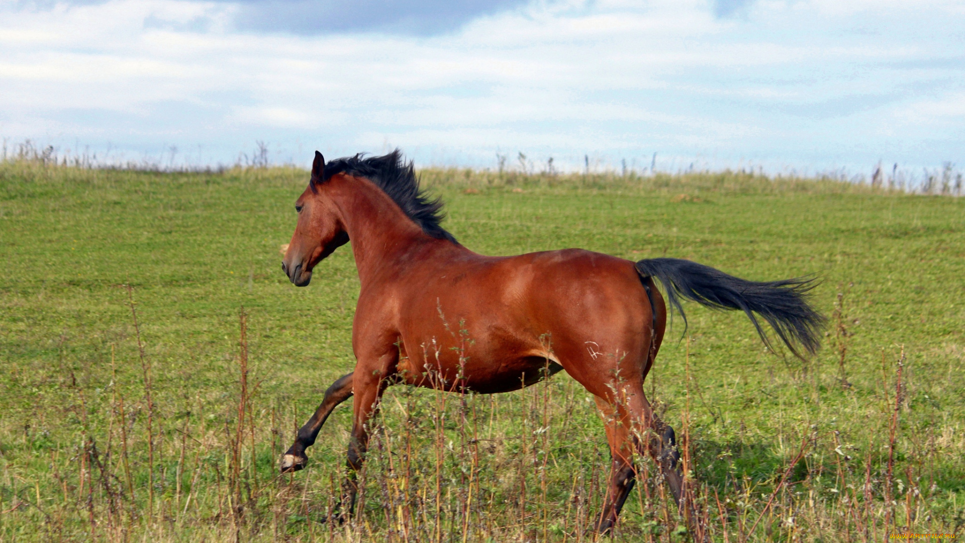 животные, лошади, конь, природа