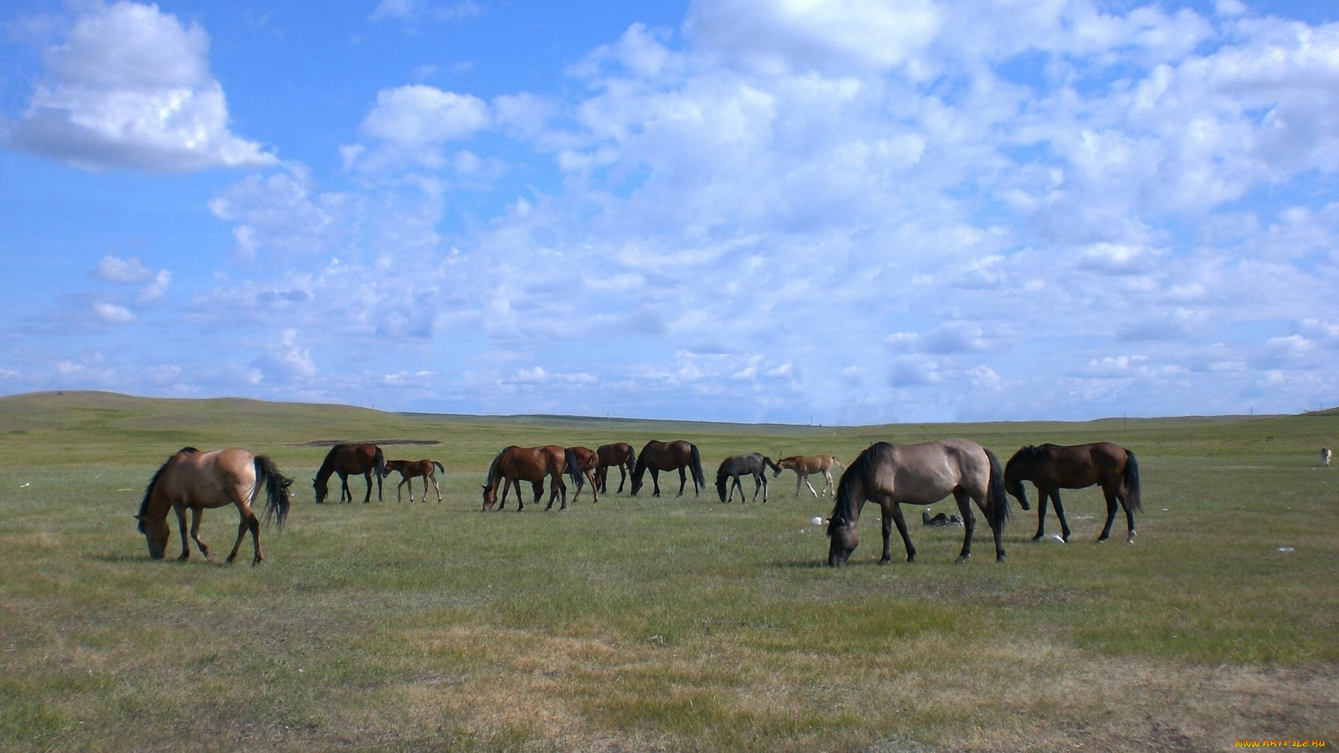 животные, лошади, кони, пастбище