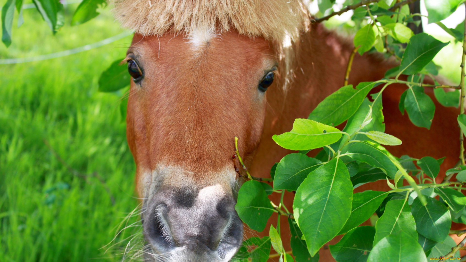 животные, лошади, пони, лошадь
