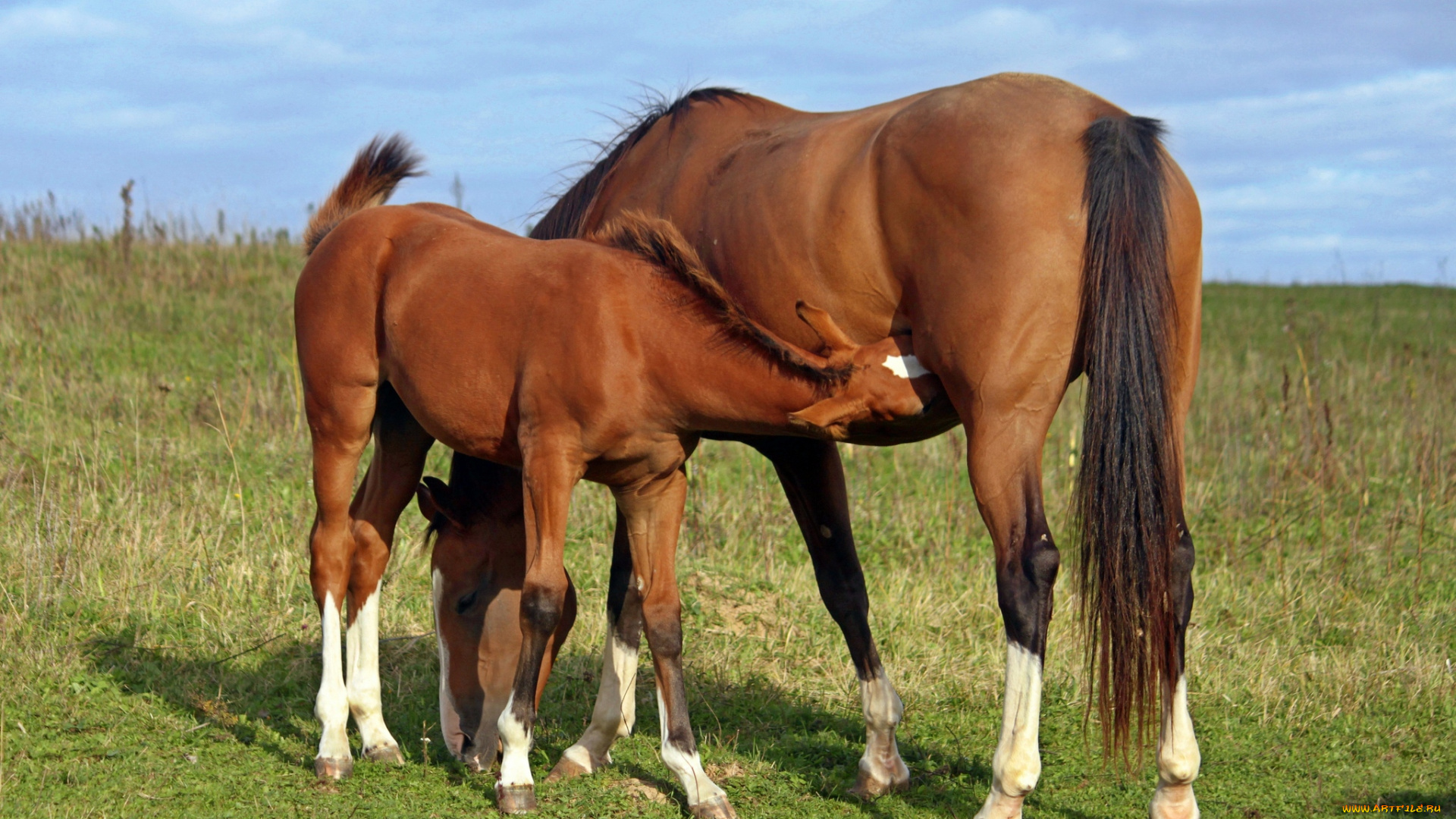 животные, лошади, жеребёнок, лошадь