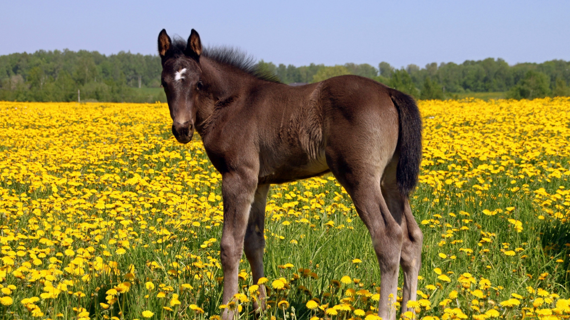 животные, лошади, жеребёнок, одуванчики, поле