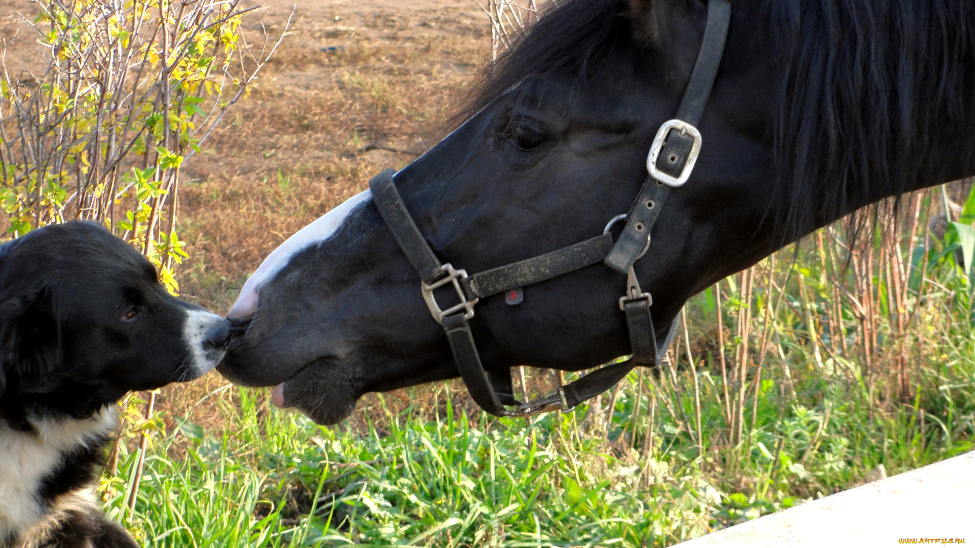 животные, разные, вместе, конь, лошадь, собака