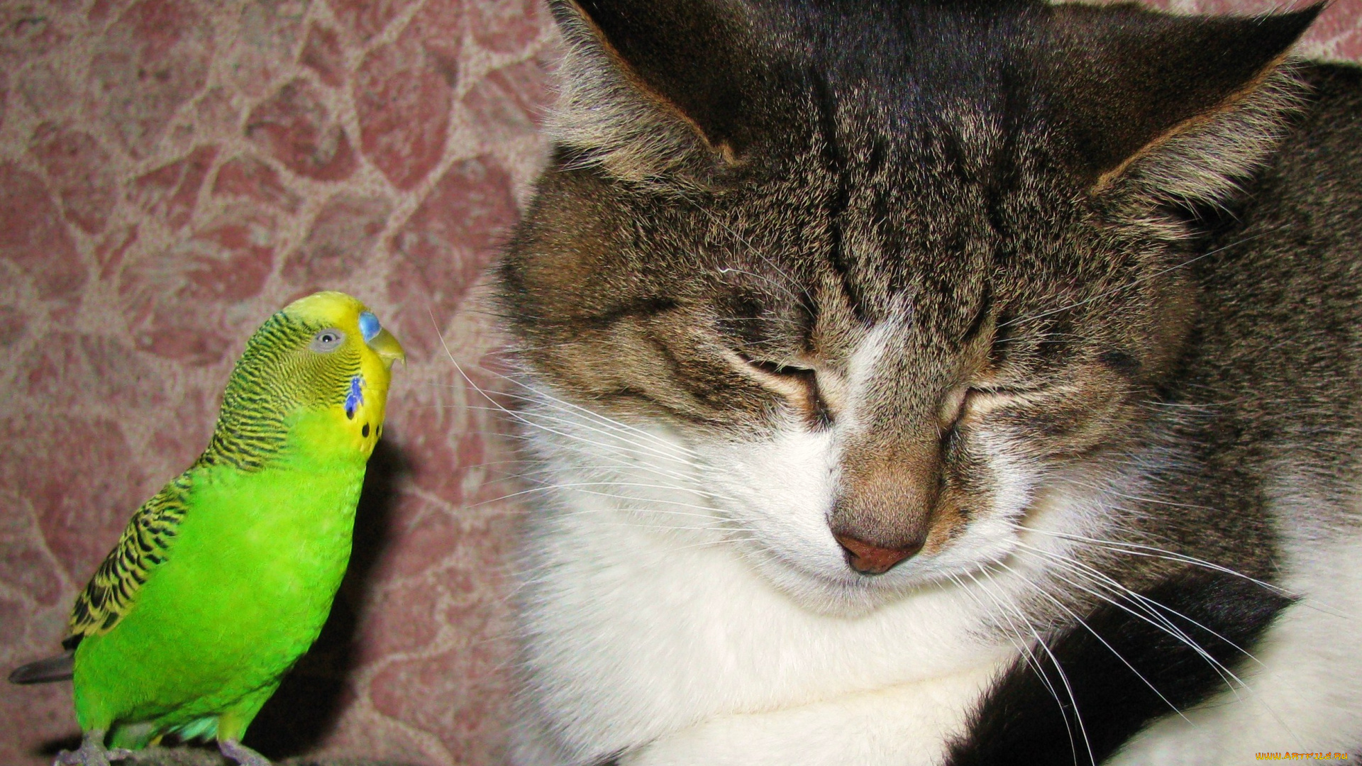животные, разные, вместе, попугай, кошка, кот, дружба