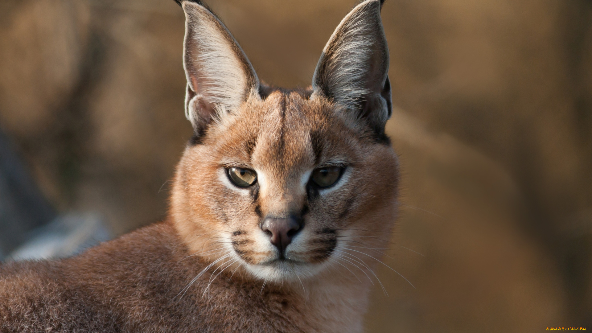 животные, рыси, каракал