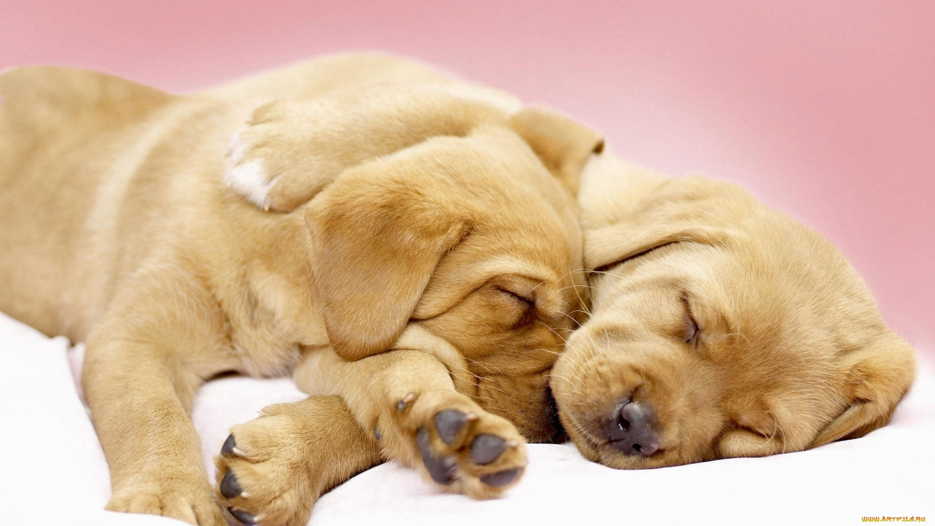 животные, собаки, щенок