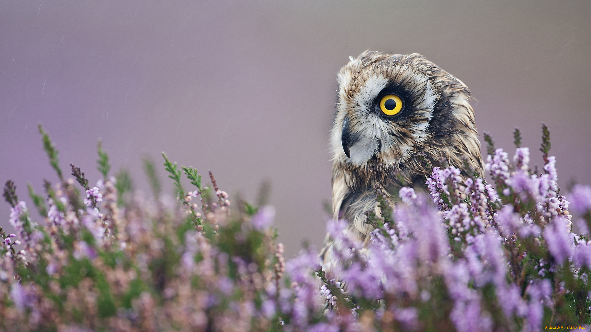 животные, совы, цветы, сова