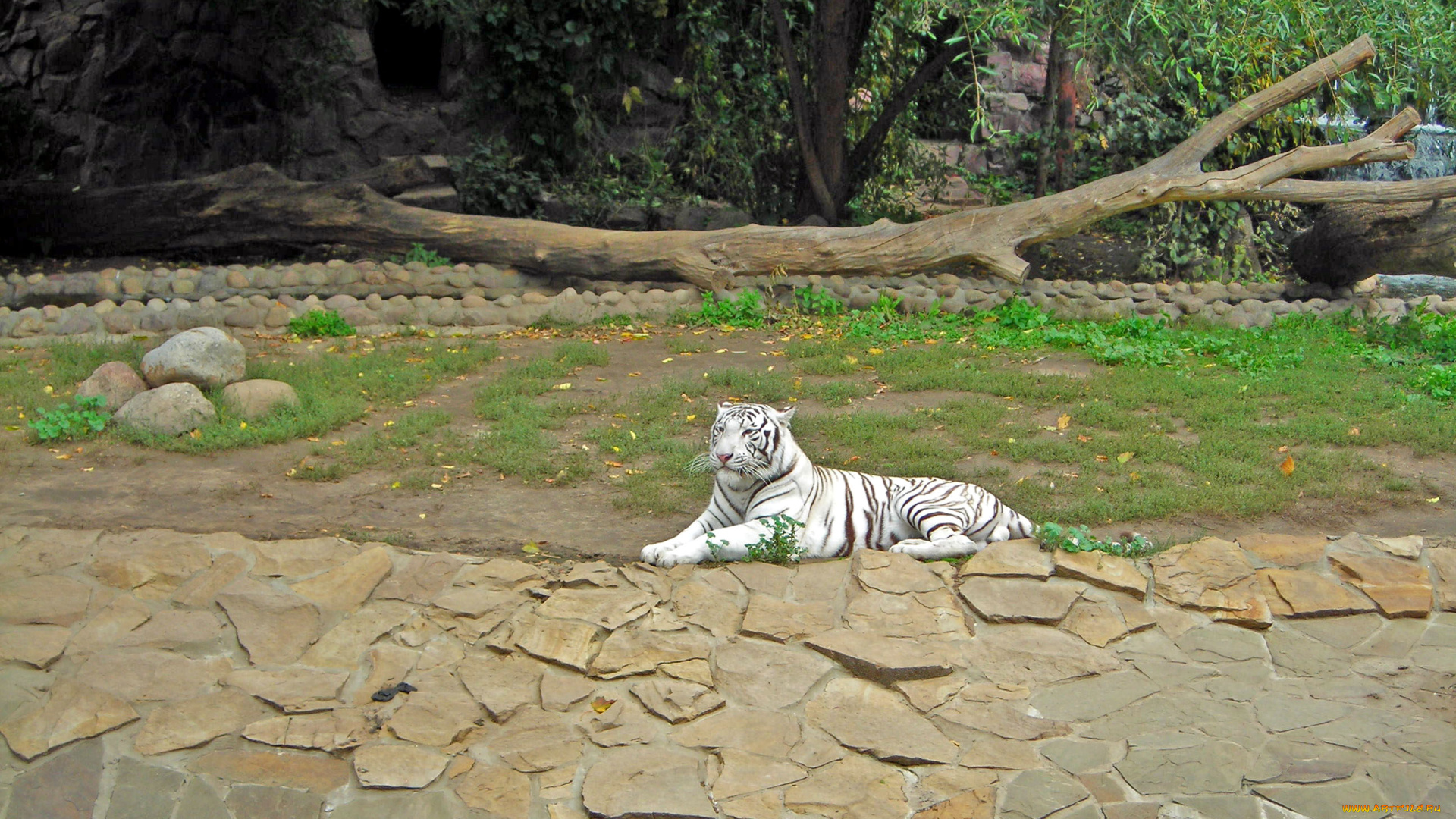 животные, тигры, белый, тигр