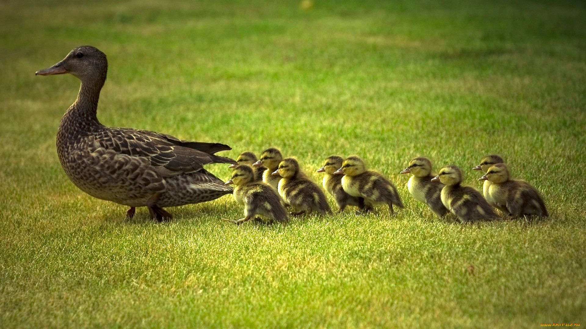 животные, утки, утка, утята