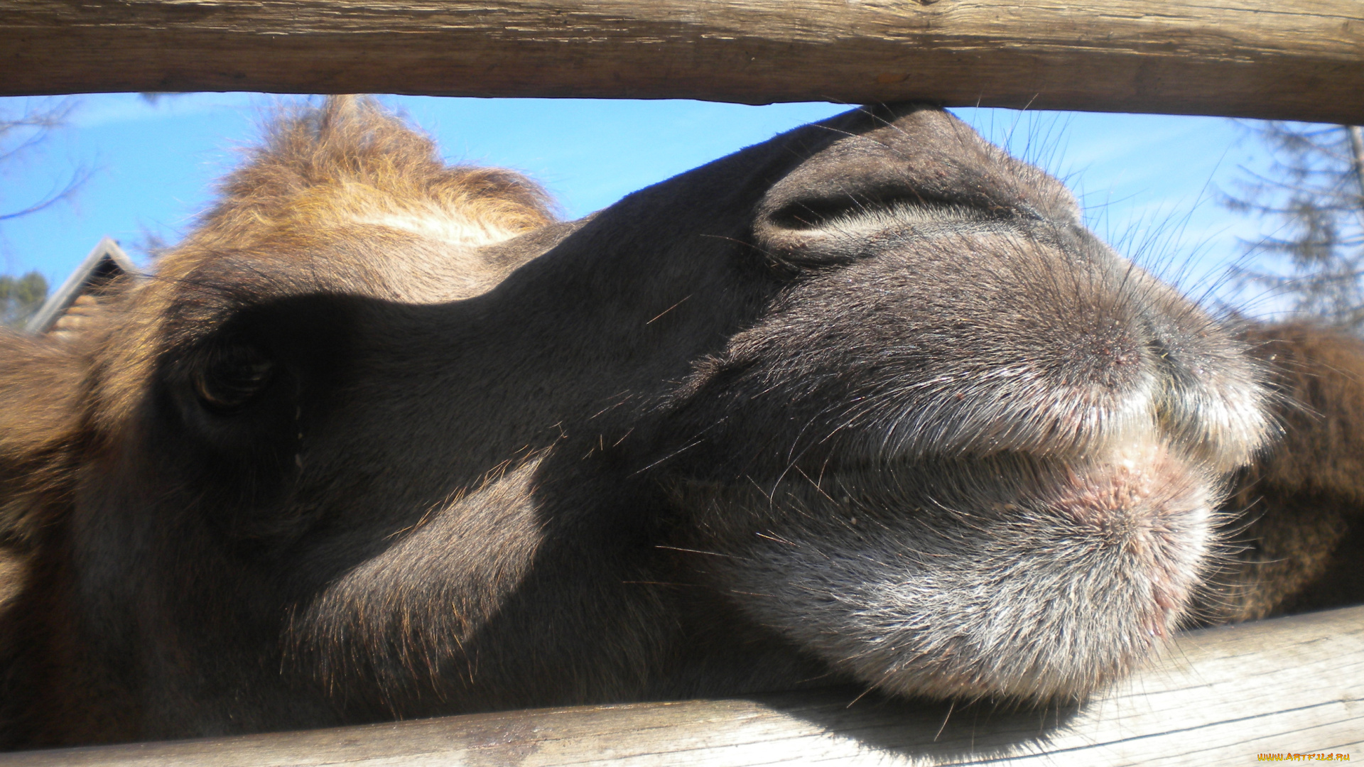 животные, верблюды, camel