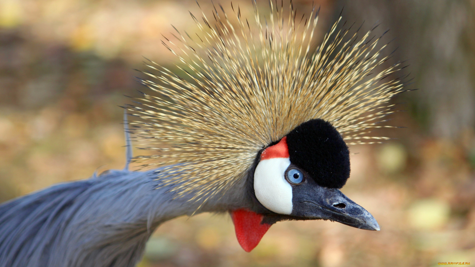 животные, журавли, журавль, венценосный