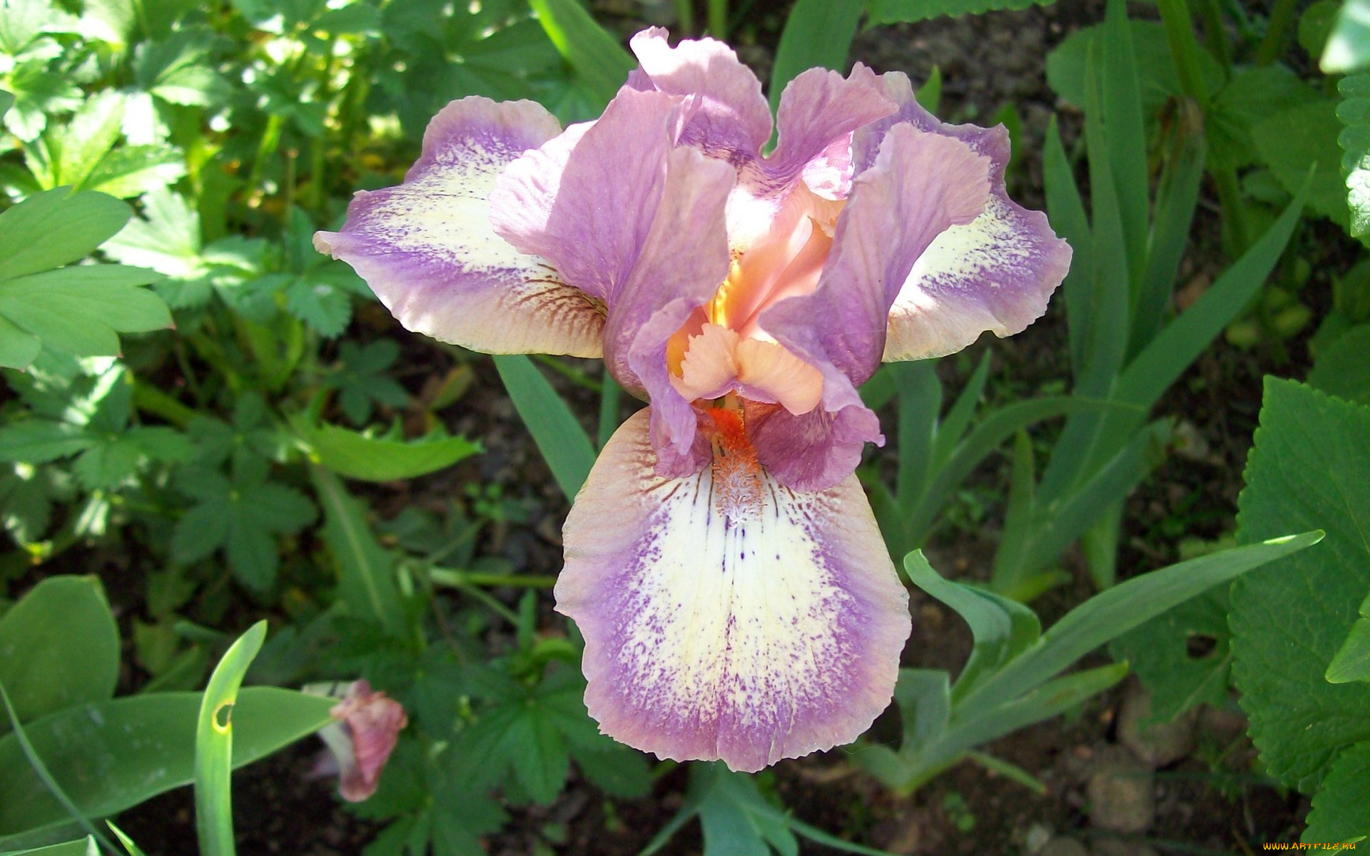 цветы, ирисы, сиреневый