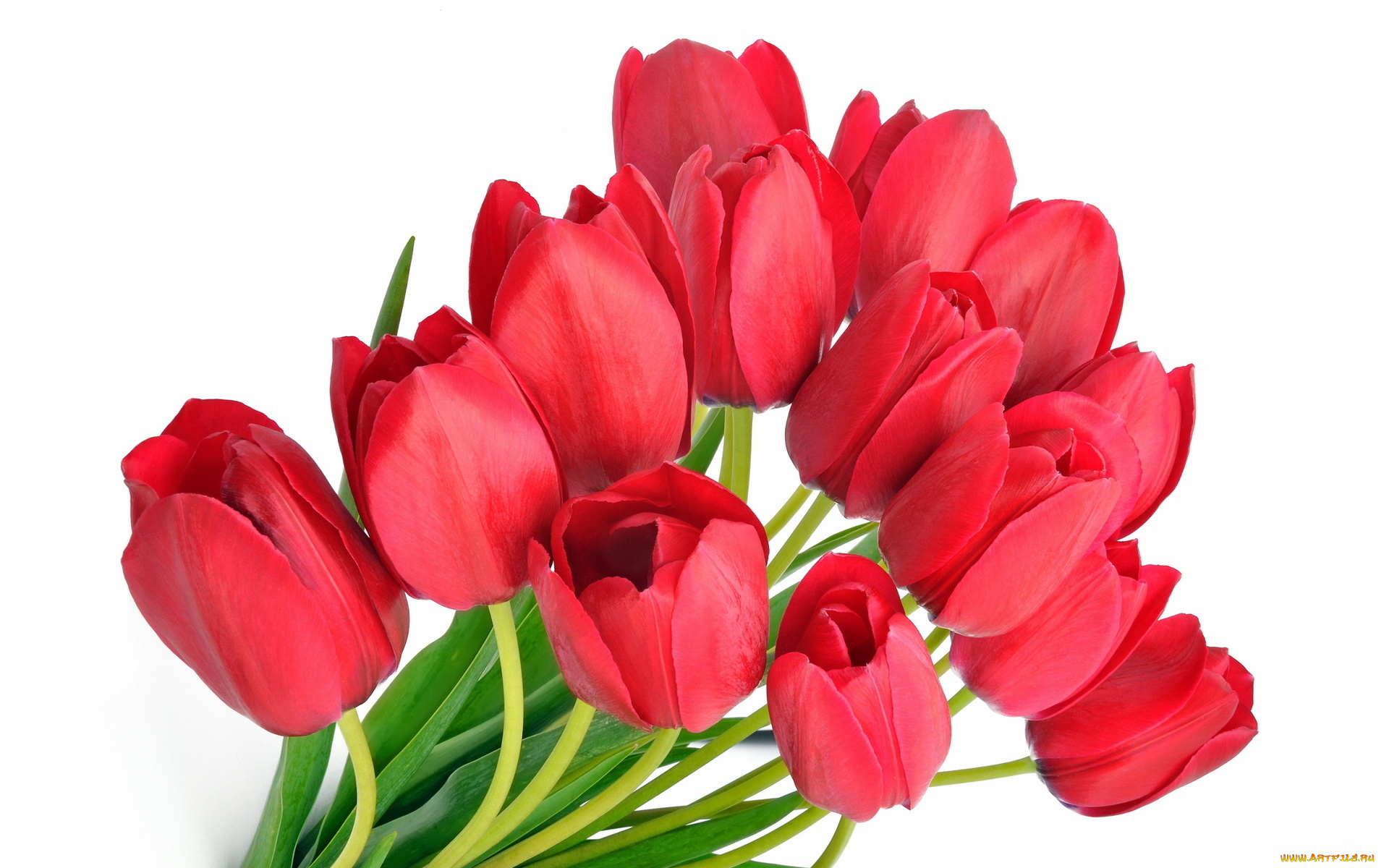 цветы, тюльпаны, красные, много