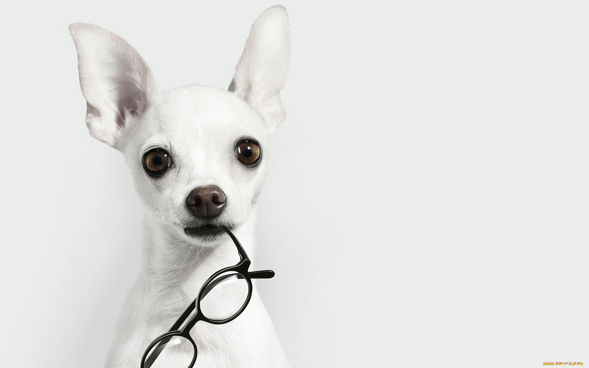 животные, собаки, очки, собака