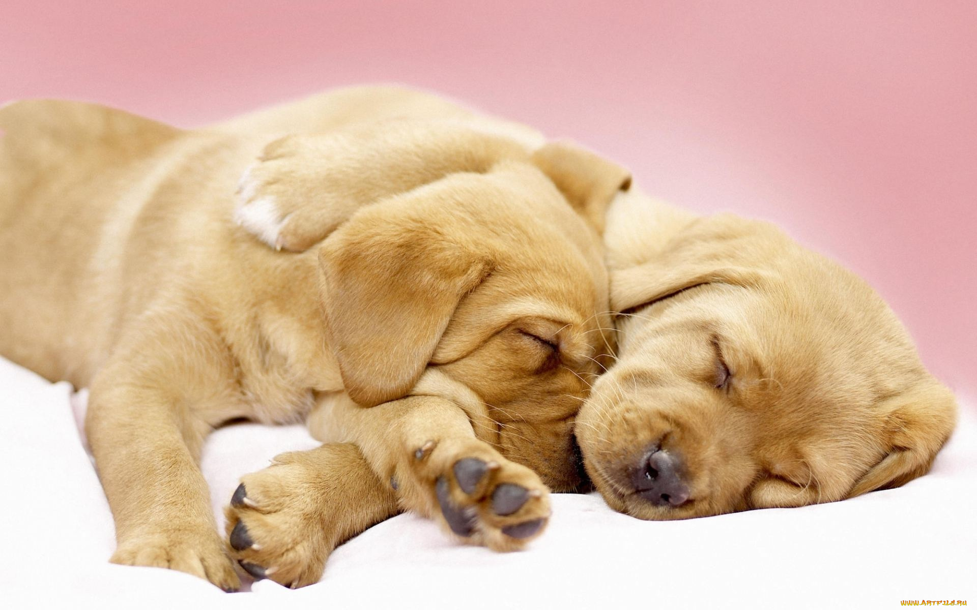 животные, собаки, щенок