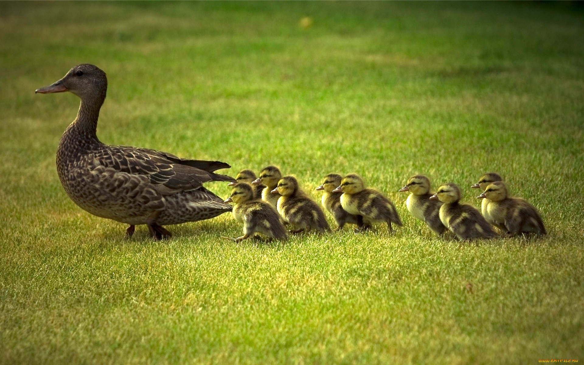 животные, утки, утка, утята