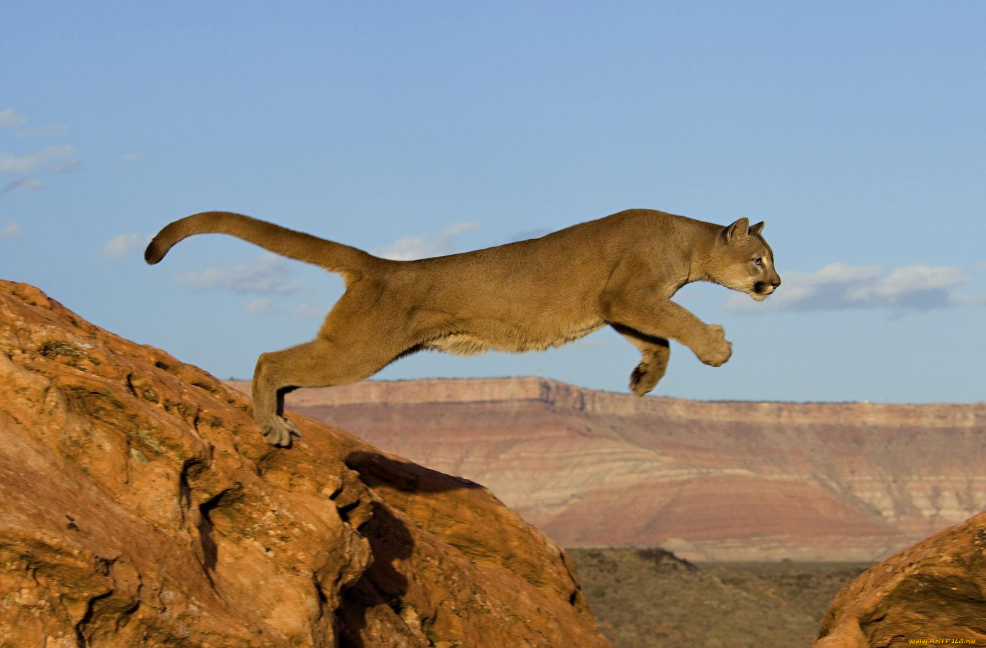 животные, пумы, прыжок