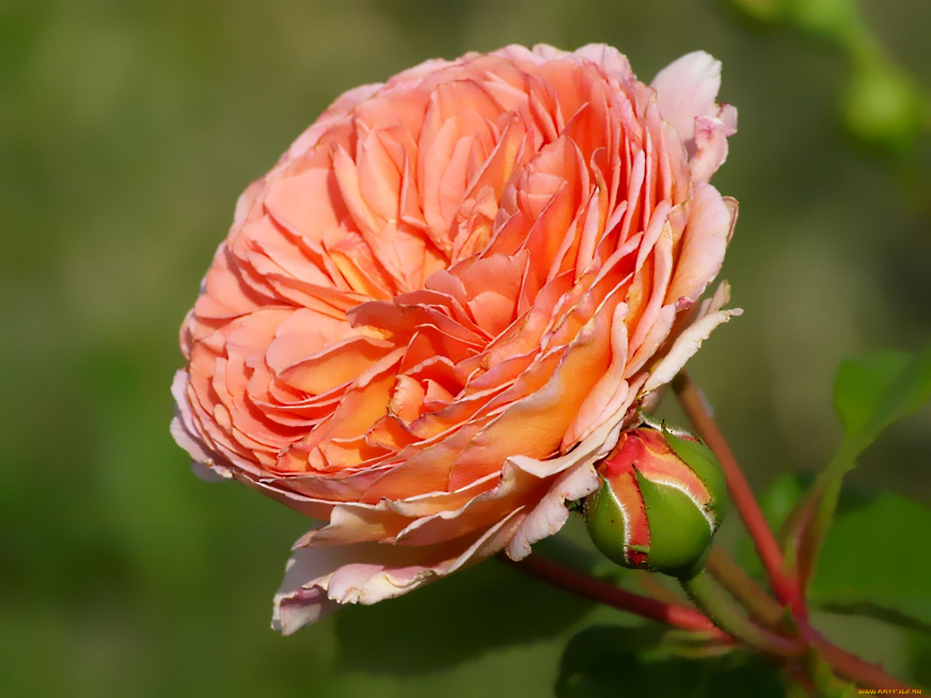 цветы, розы, макро, лепестки