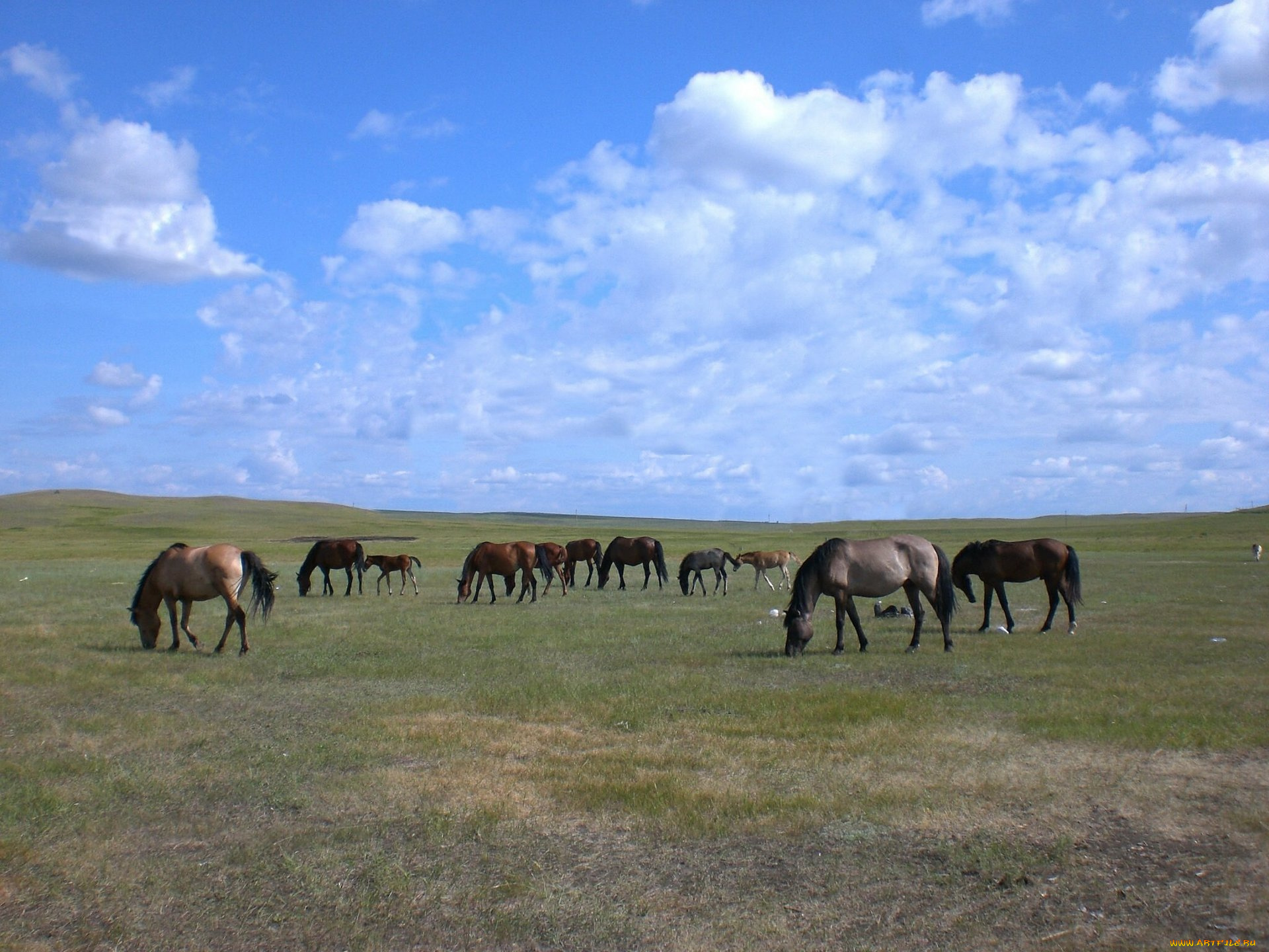 животные, лошади, кони, пастбище