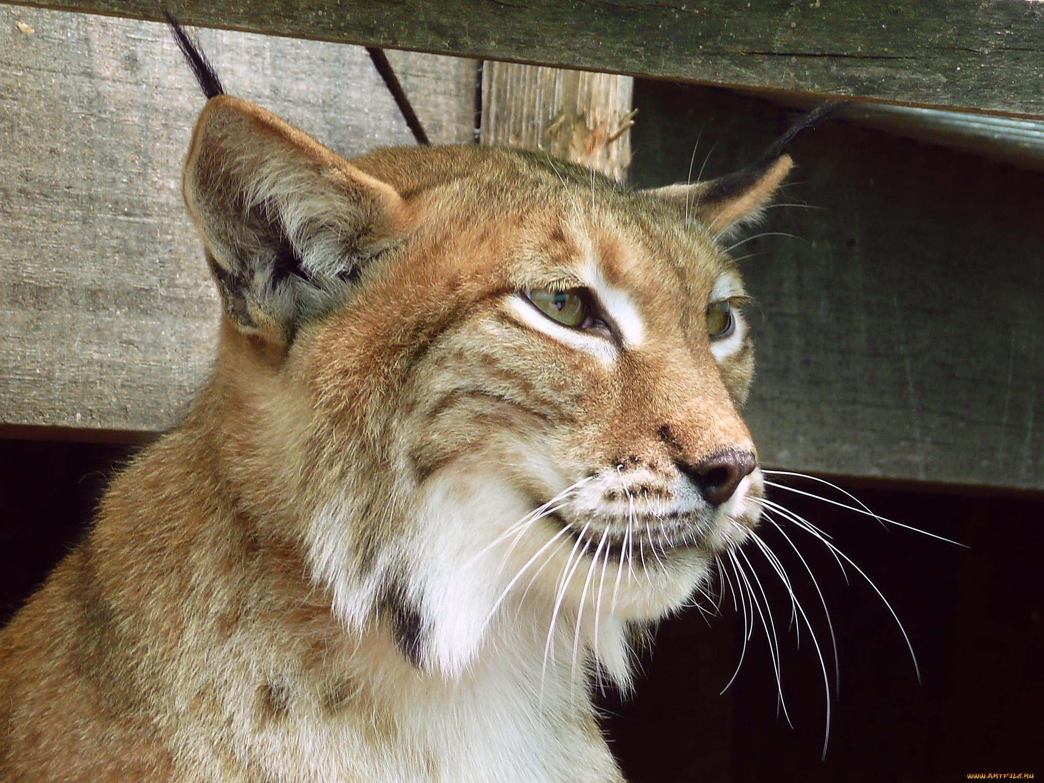 животные, рыси, lynx