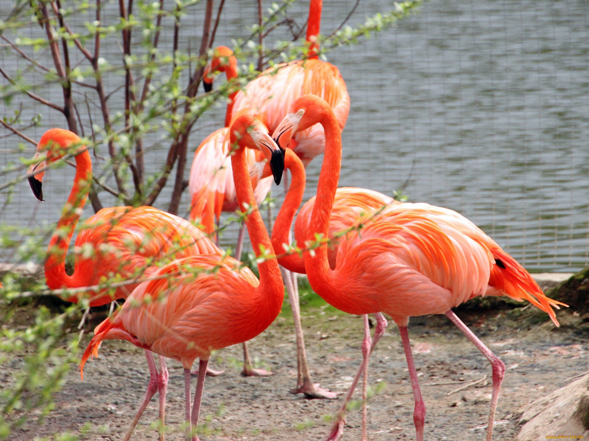 животные, фламинго